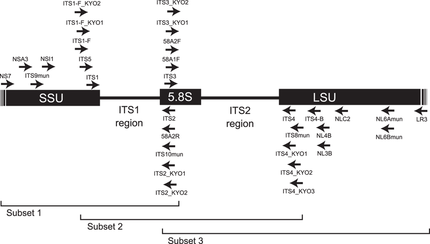 map-of-nuclear-ribosomal-rna-genes-and-their-its-regions-positions-of-forward.png
